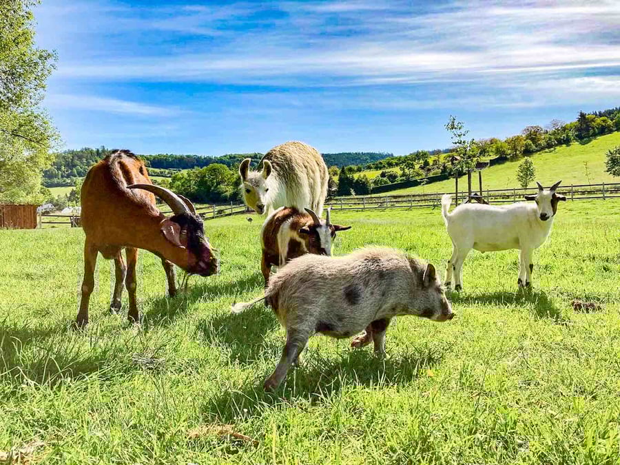 Pastvina: Jedlý park a Minizoo
