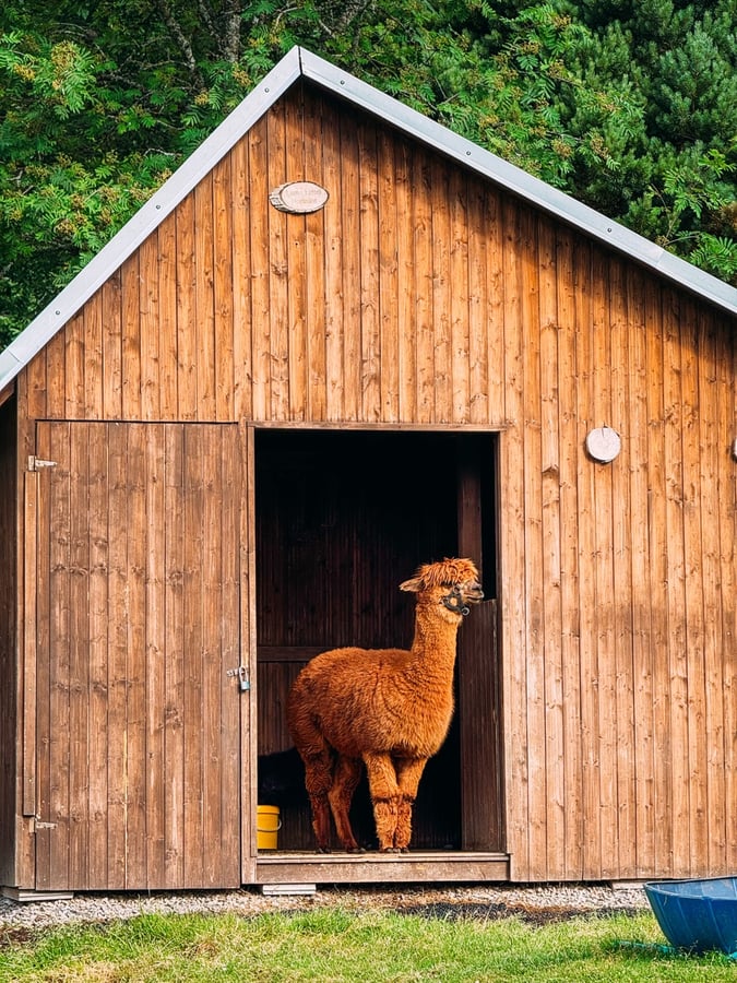 Výběh lam Zorky a Horky