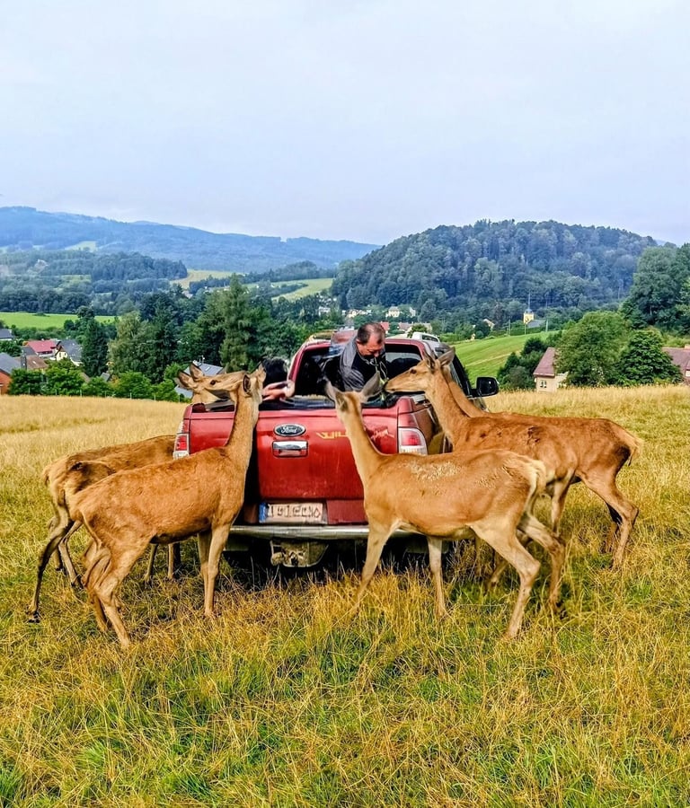 Jelení Safari