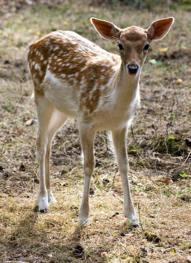 Pozorovatelna daňků a divočáků