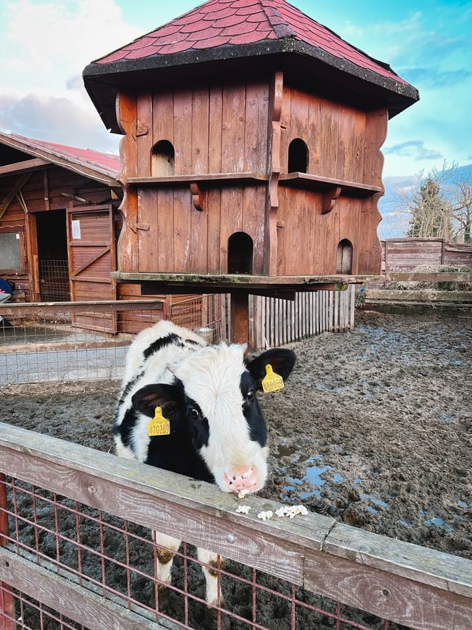 Minizoo a svíčkárna Rodas