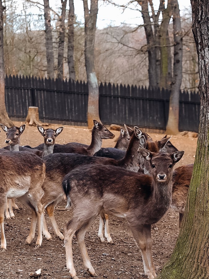 Zookoutek Malá Chuchle