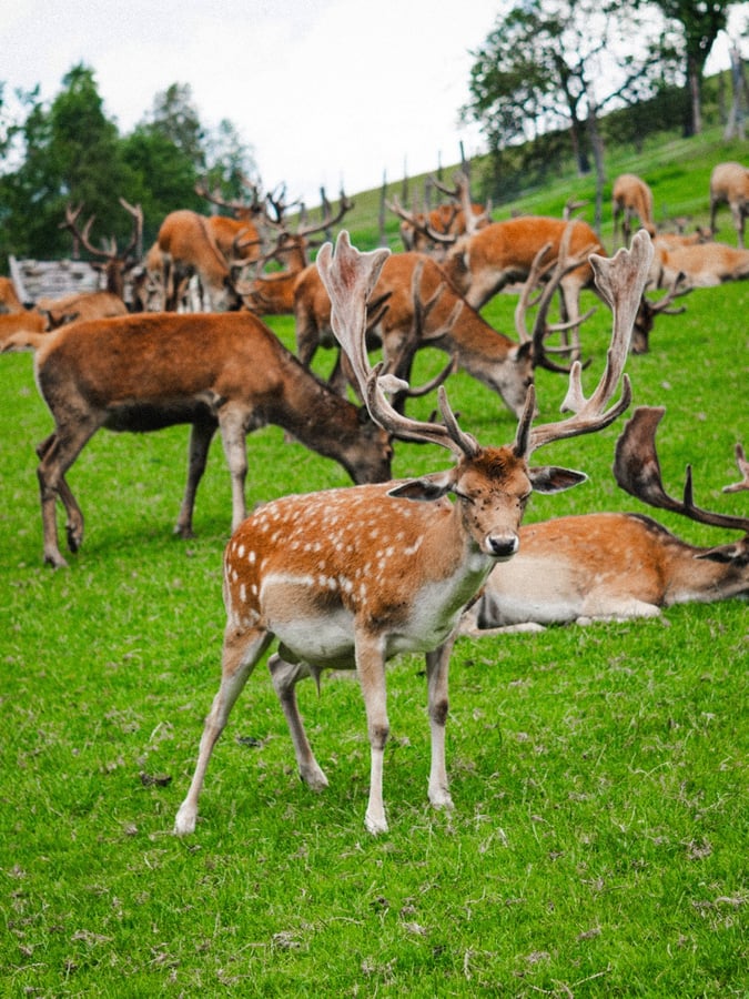 Wildpark Aurach