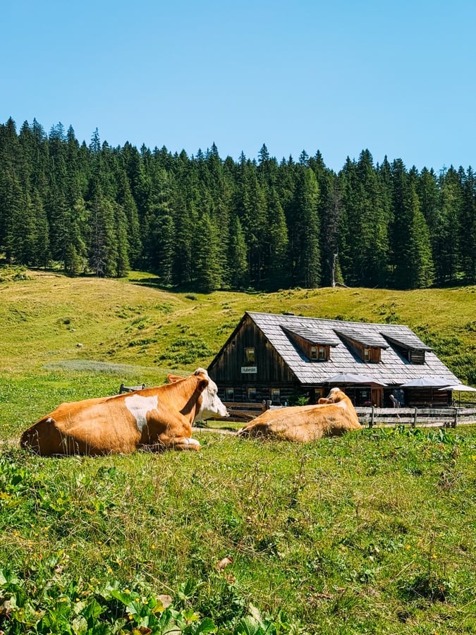 Huberalm