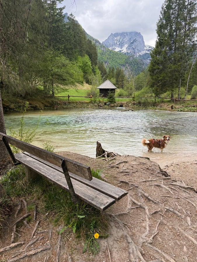 Schiederweiher