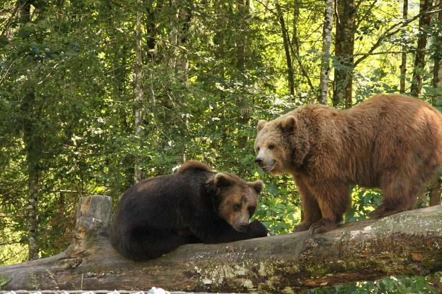 Cumberland Wildlife Park Grünau