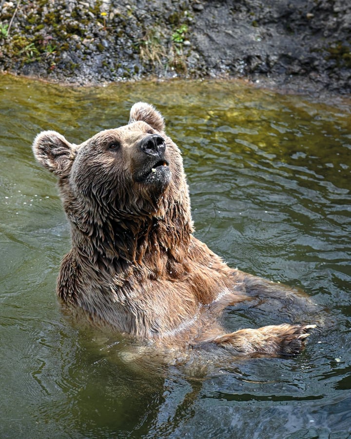 Natur- und Tierpark Goldau