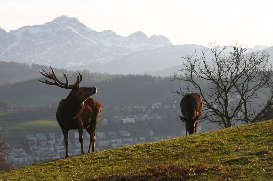 Wildpark Peter und Paul