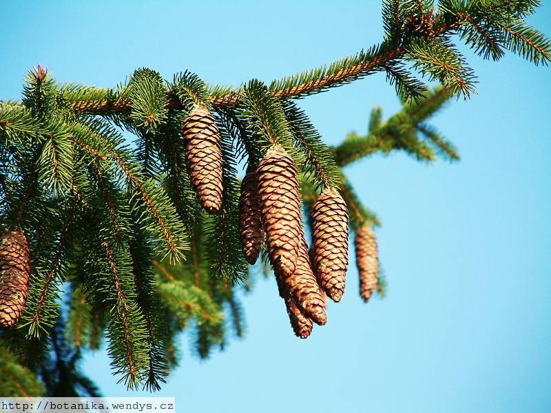 smrk ztepilý (Picea abies)
