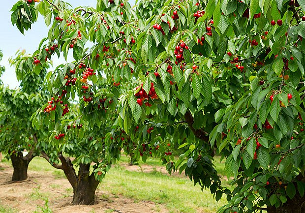 třešeň ptačí (Prunus avium)