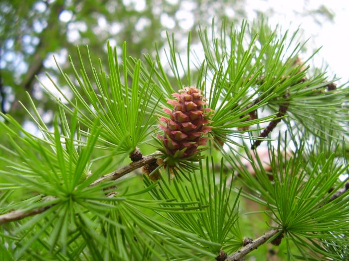 modřín opadavý (|Larix decidua)