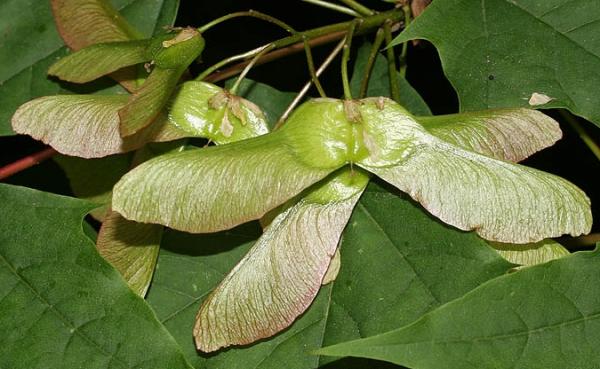 javor mléč (Acer platanoides)