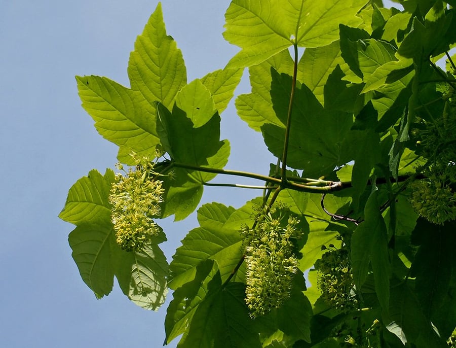 javor klen (Acer pseudoplatanus)