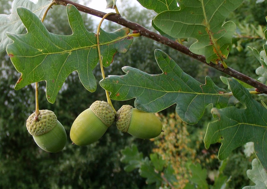 dub letní (Quercus robur)