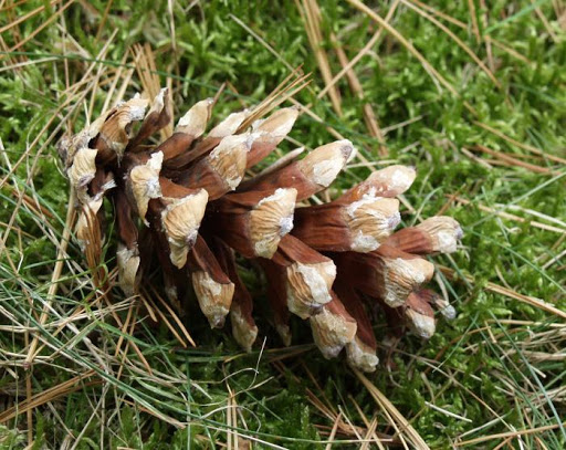 borovice rumelská (Pinus peuce)