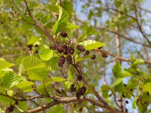 olše lepkavá (Alnus glutinosa)