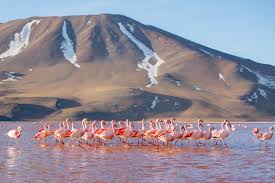 Laguna Colorada, Bolívie