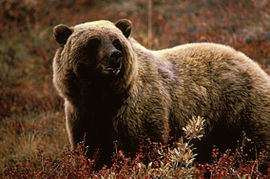 Medvěd Grizzly