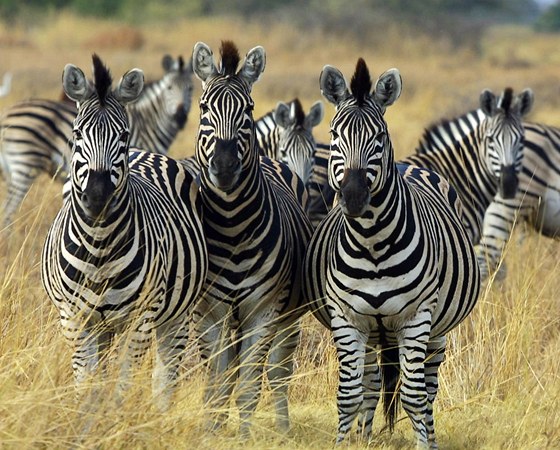 Zebra stepní