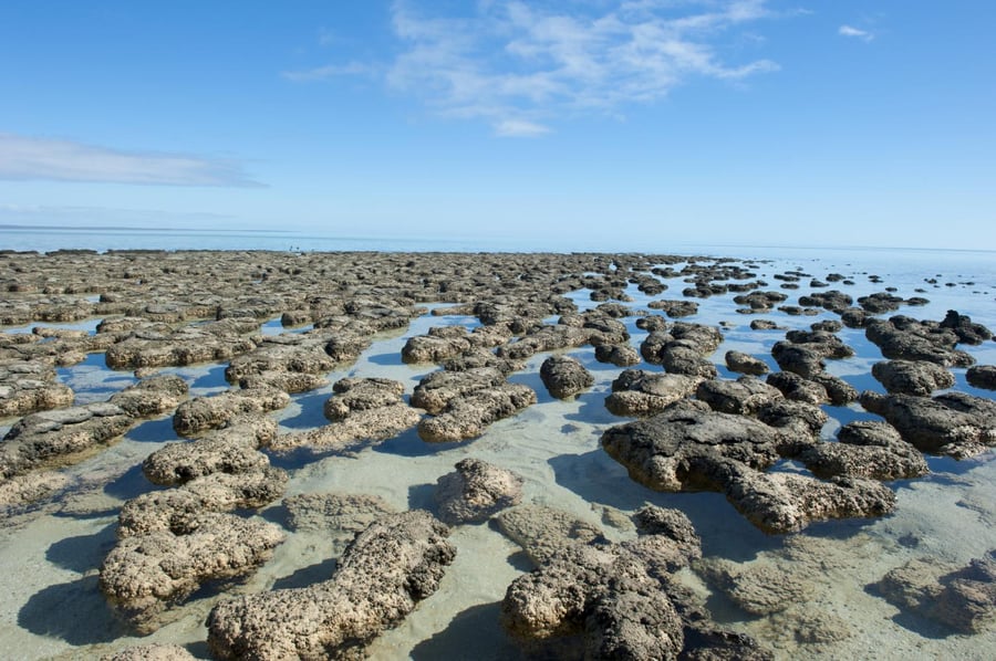 Shark Bay