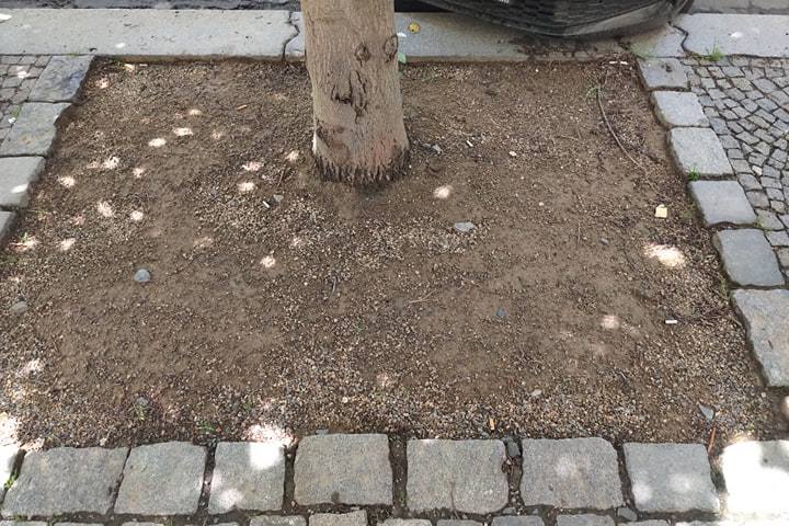Jeřáb muk (Sorbus aria)