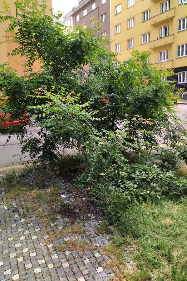 Svitel latnatý (Koelreuteria paniculata)