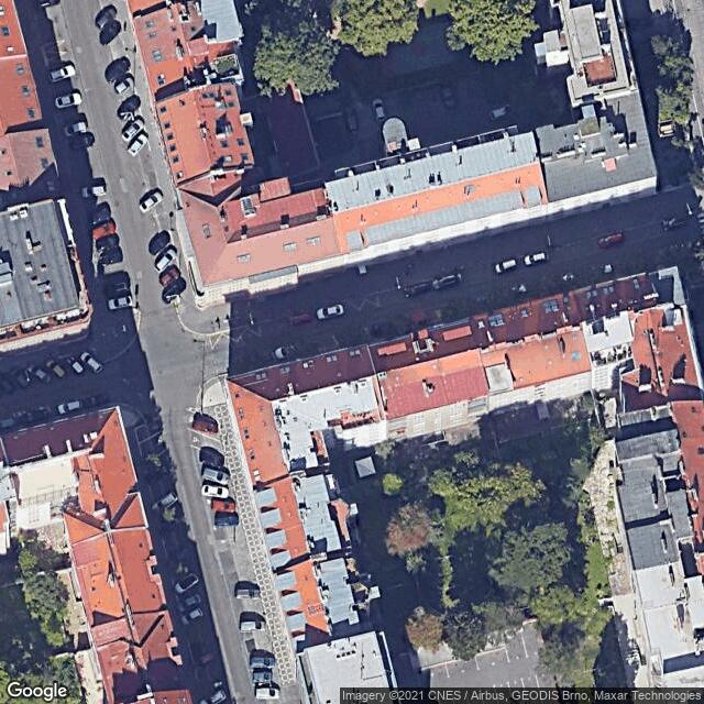 Javor babyka (Acer campestre 'Queen Elizabeth')