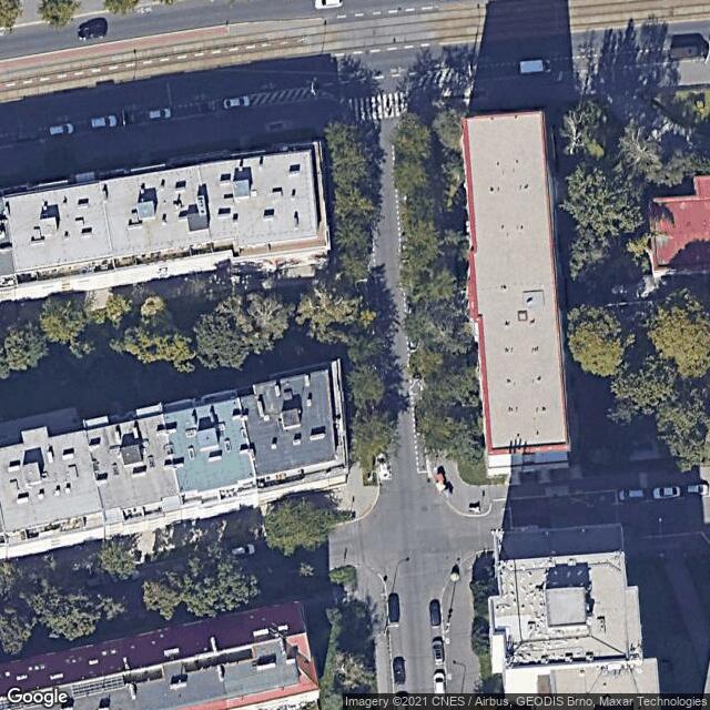 Dřezovec trojtrnný (Gleditsia triacanthos 'Skyline')