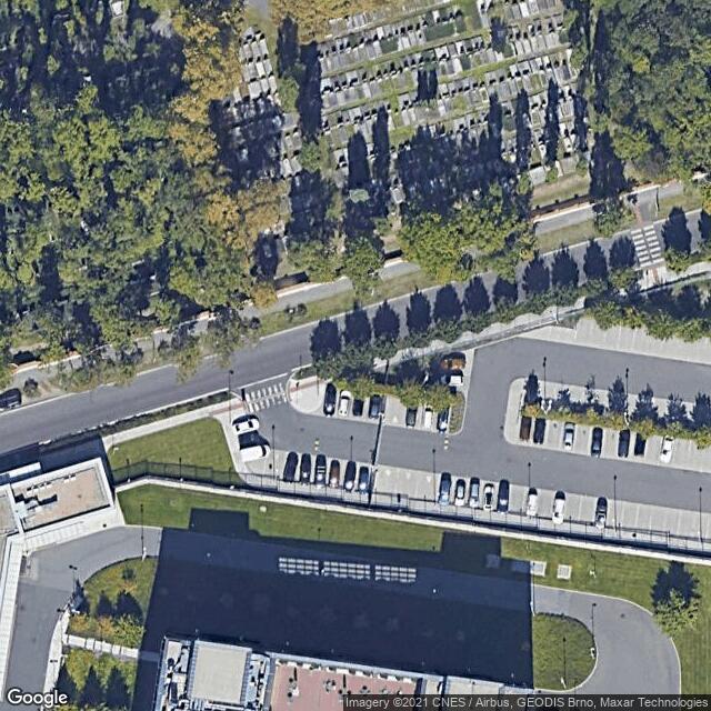 Javor babyka (Acer campestre 'Elsrijk')