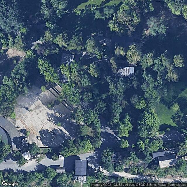 Vlk hřivnatý