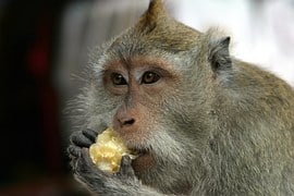 Sangeh monkey forest