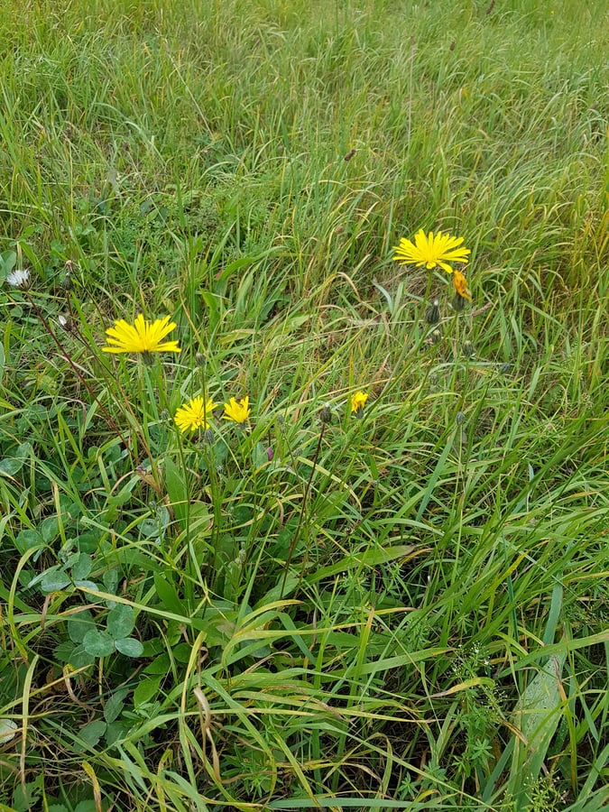 Máchelka podzimní / Scorzoneroides autumnalis (L.) Moench
