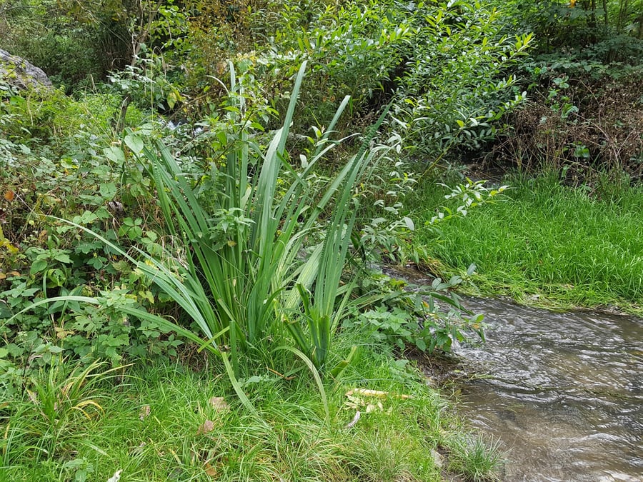 Zevar vzpřímený / Sparganium erectum L.