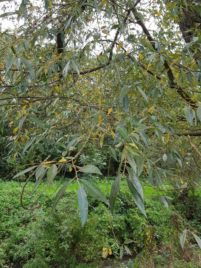 Vrba křehká / Salix euxina