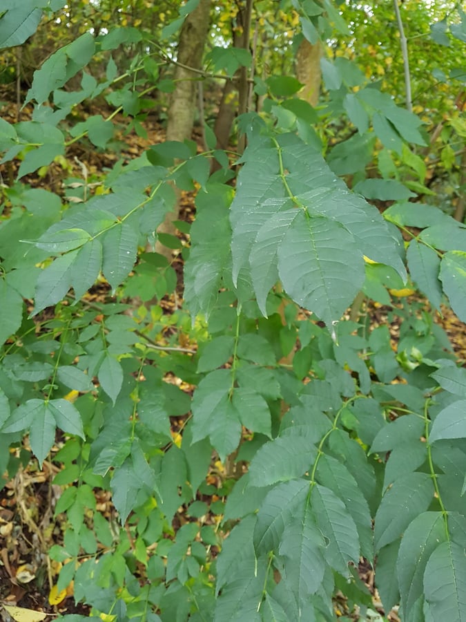 Jasan ztepilý / Fraxinus excelsior L.
