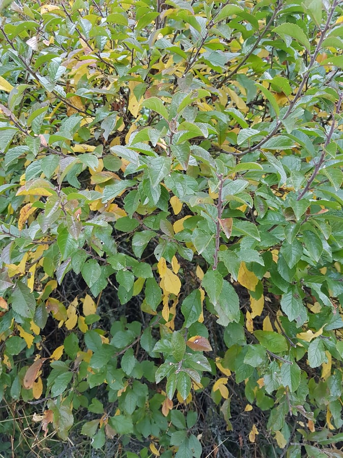 Slivoň trnka / Prunus spinosa 