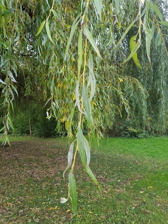 Vrba babylónská / Salix babylonica L.