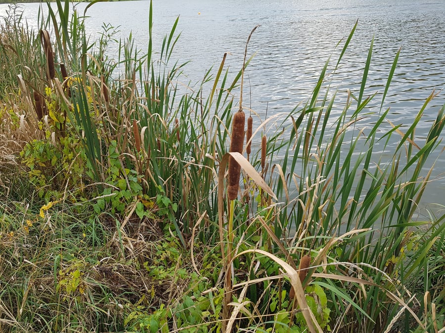 Orobinec širokolistý / Typha latifolia L.