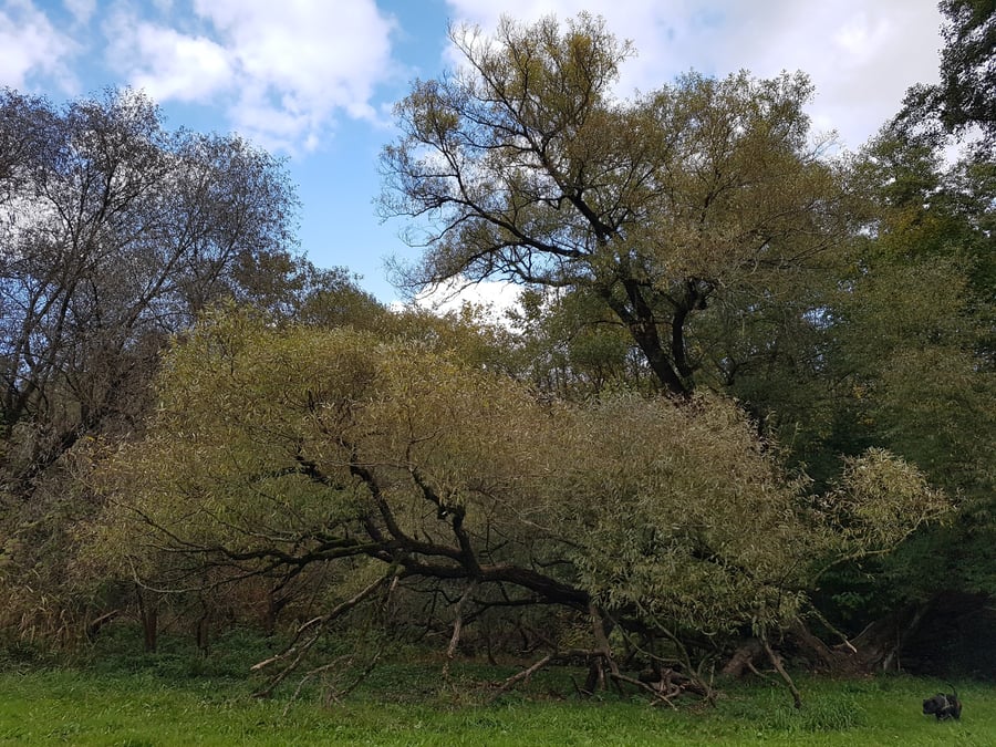 Vrba bílá / Salix alba L.