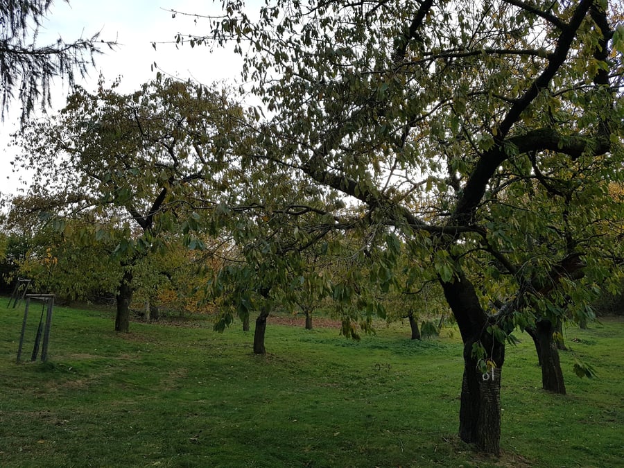 Třešňový sad, X13 Nelesní stromové výsadby mimo sídla