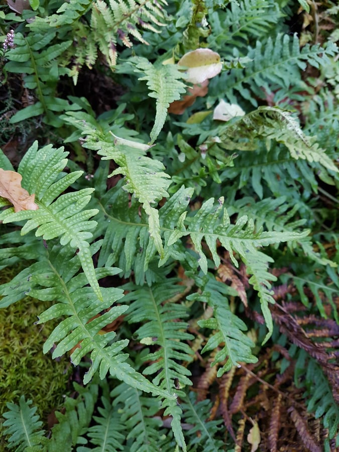 Osladič obecný / Polypodium vulgare
