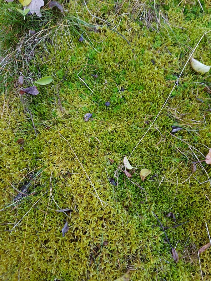 Rokyt cypřišovitý / Hypnum cupressiforme