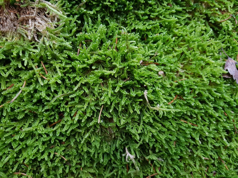 Vraneček krausův / Selaginella kraussiana