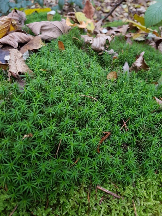 Ploník obecný / Polytrichum commune