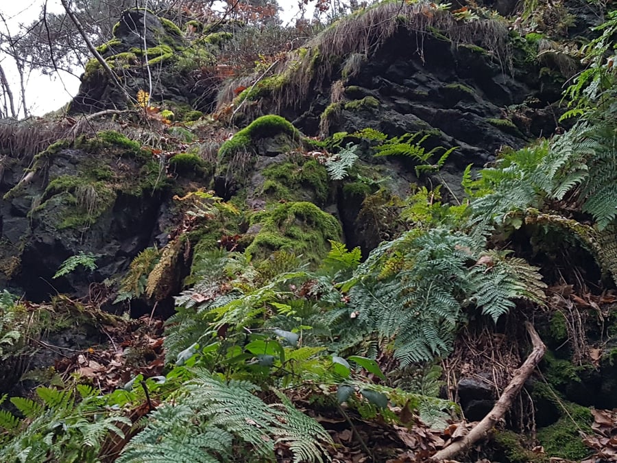Kapraď rozložená / Dryopteris dilatata