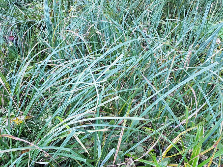 Skřípina lesní / scirus sylvaticus