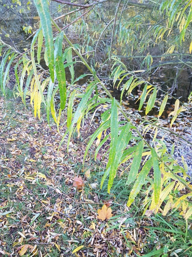 Vrba košíkářská / Salix 