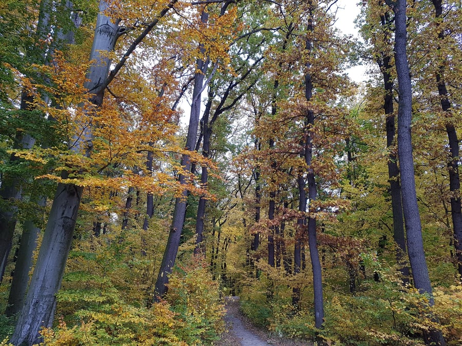 Dub zimní / Quercus petraea