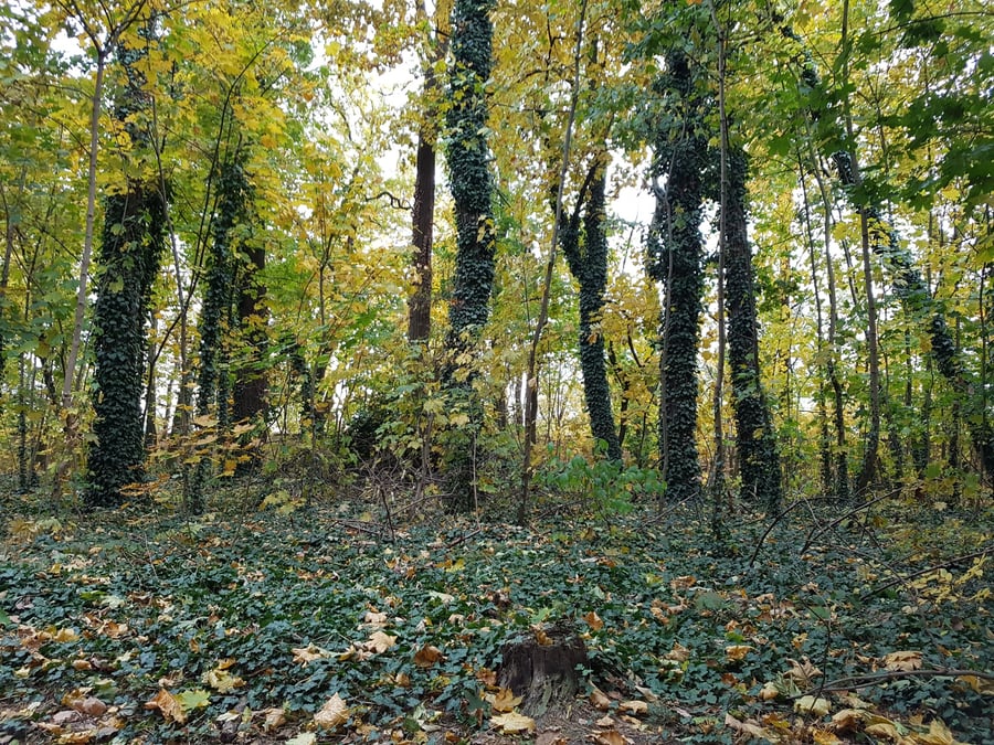 Břečťan popínavý / Hedera helix