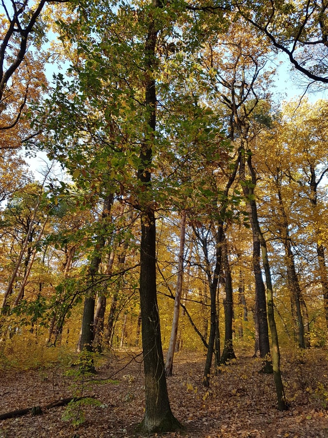 Dub zimní / Quercus petraea